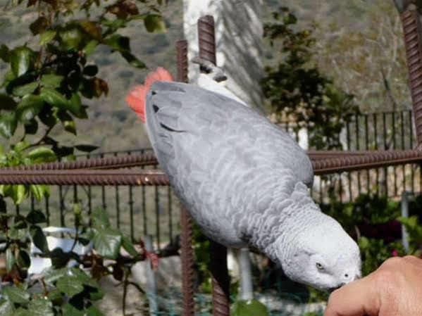Hostal Rural Las Terrazas De La Alpujarra ブビオン エクステリア 写真